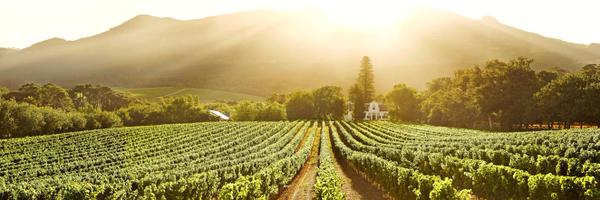 CAPREOWINE Profile Banner