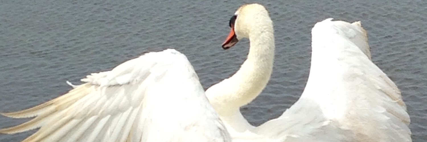 Lady Bracknell banner