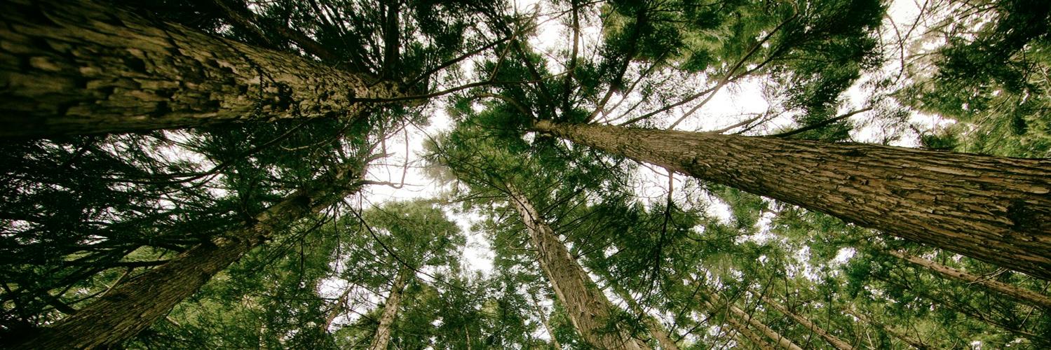 GreenHero_ID's profile banner image