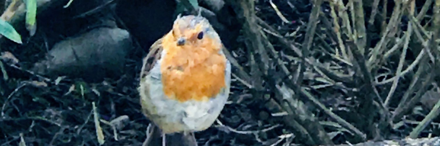 mrsbeddo's profile banner image