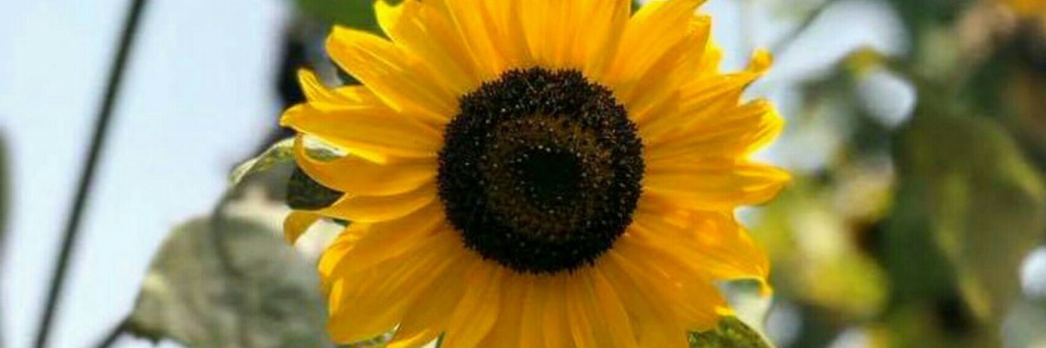 _fachrisza's profile banner image