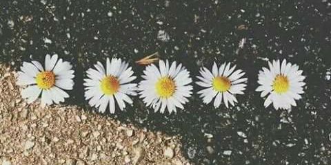 _JulietaChavez's profile banner image