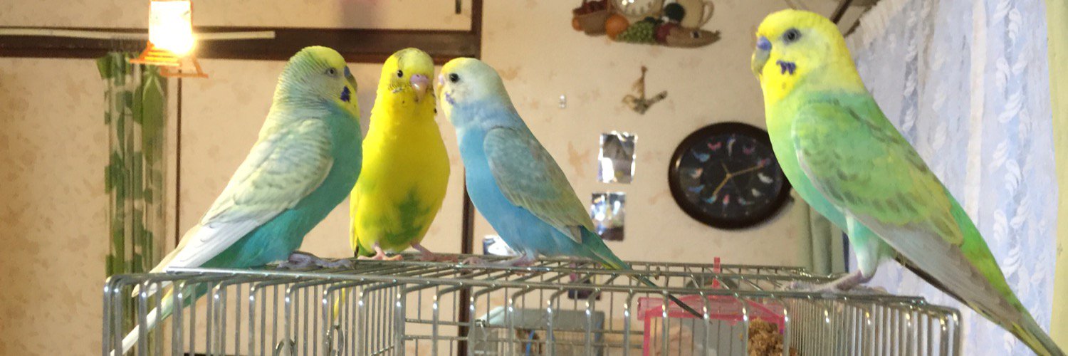 pipitorameme's profile banner image