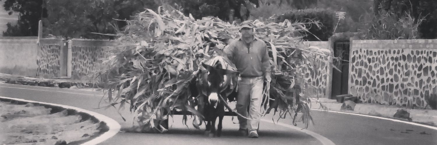DonkeySancUNAM's profile banner image