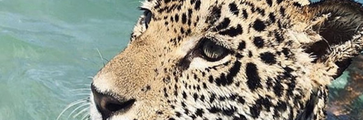 ericcheg's profile banner image