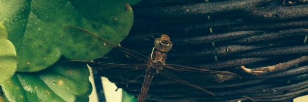 chrisfields1930 Profile Banner