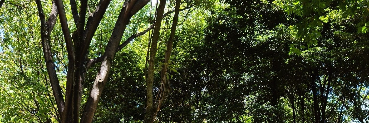 JuliBerme's profile banner image