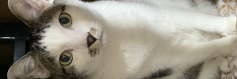pomu_m10's profile banner image