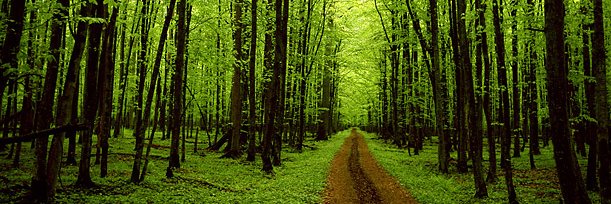 Robin Webster banner