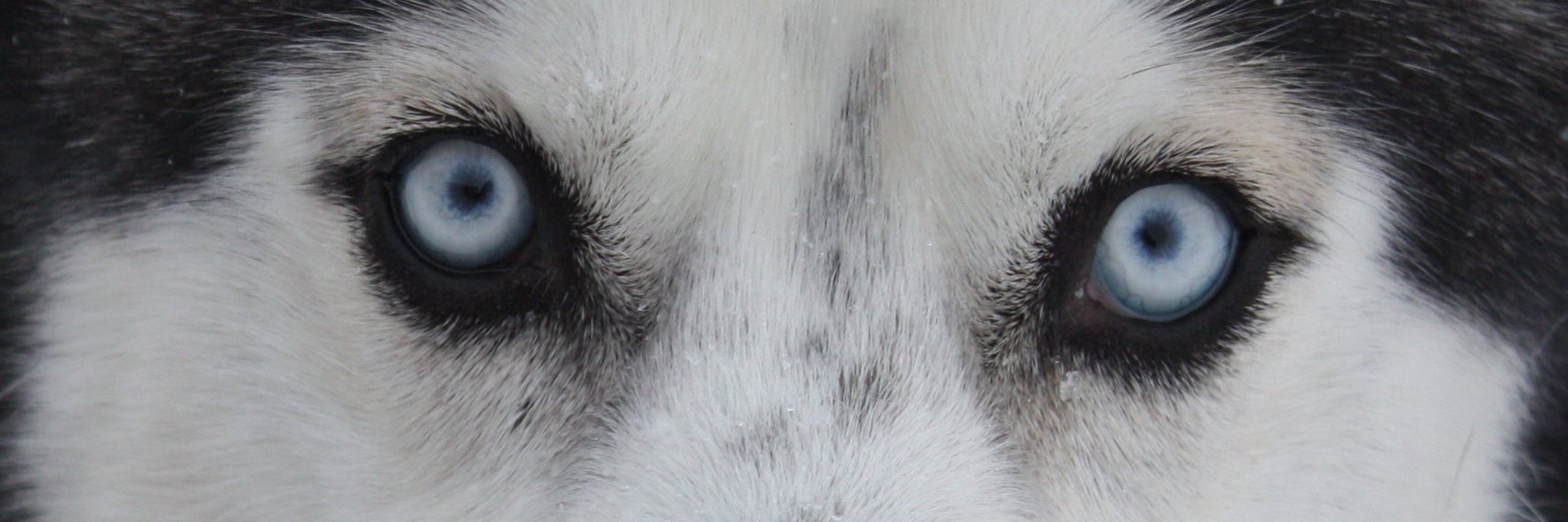 KeswickPinhead's profile banner image