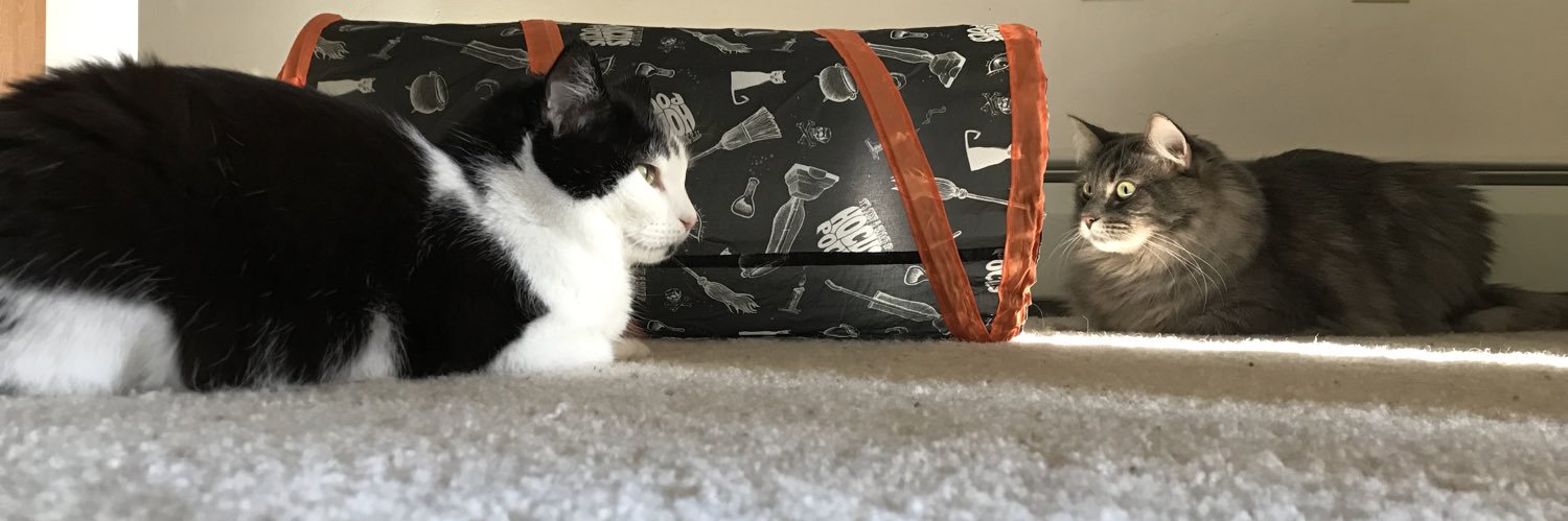 KasmellskiCat's profile banner image