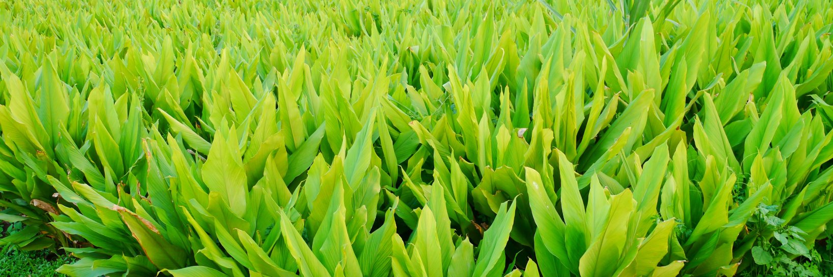 Applied Food Sciences, Inc. banner