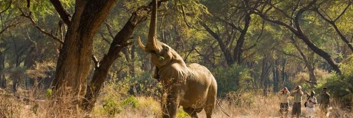 ezimbabwean's profile banner image