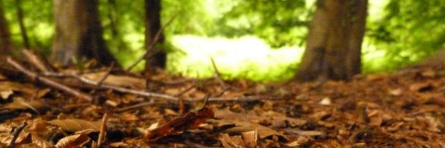 leaflitter4's profile banner image