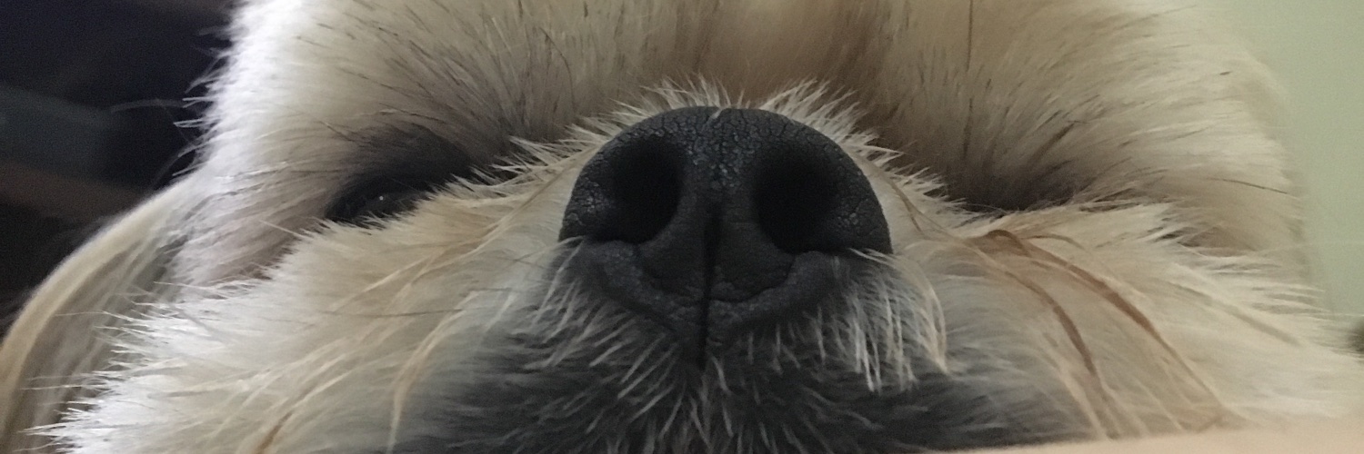 danifreiberger's profile banner image