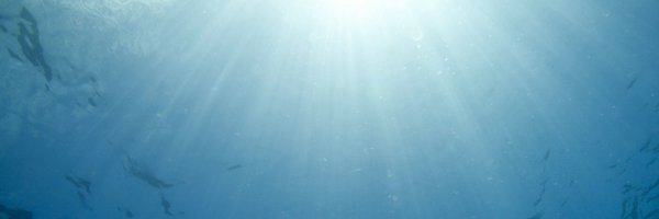 PontaSharks Profile Banner
