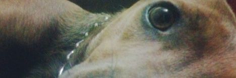 Daniel_Ftc's profile banner image