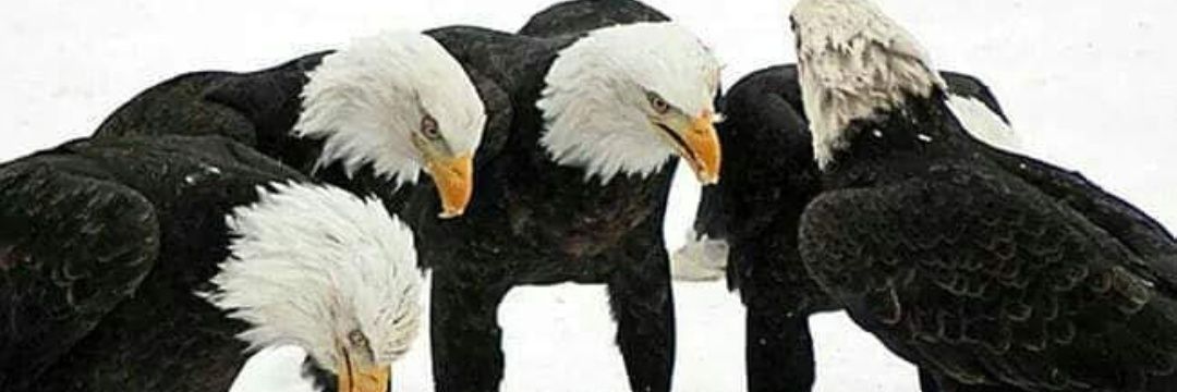 prrenatocesar12's profile banner image