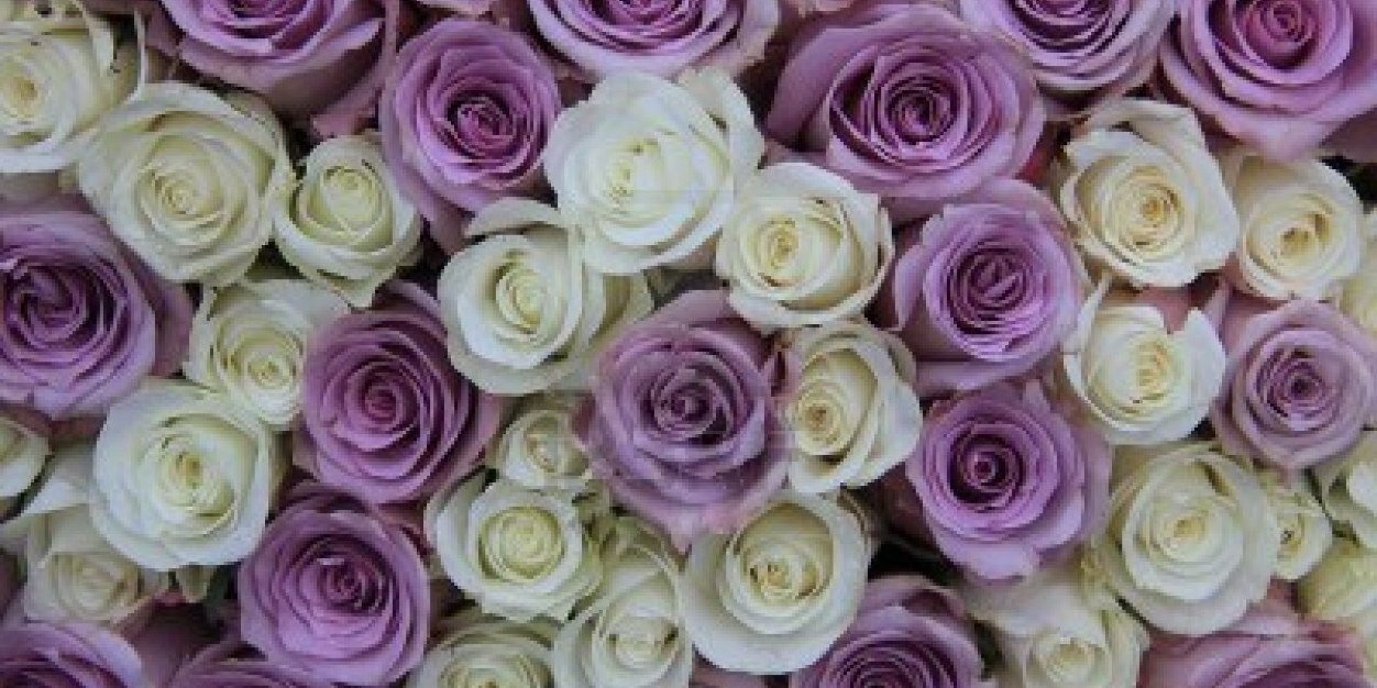 HarrietNolan's profile banner image
