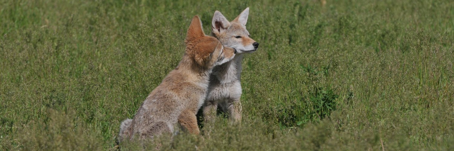 Christopher Schell banner