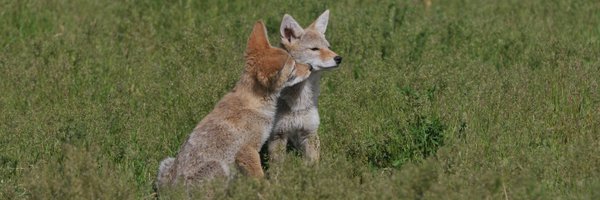 UrbanSchell Profile Banner