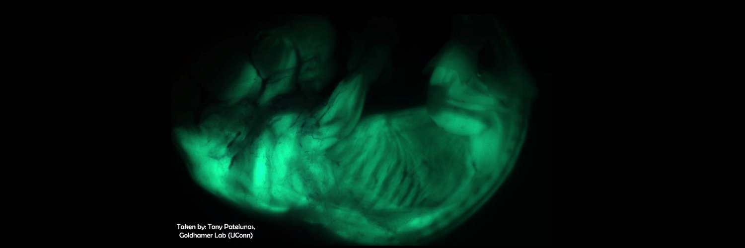 Satellite Cell Bot banner