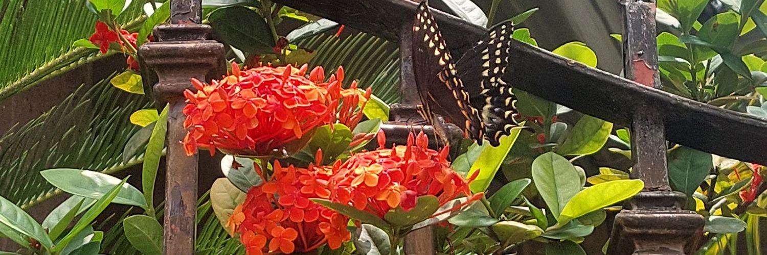 elcaosdemare's profile banner image