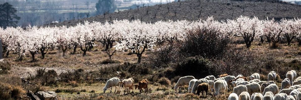 Carlos Echapresto banner