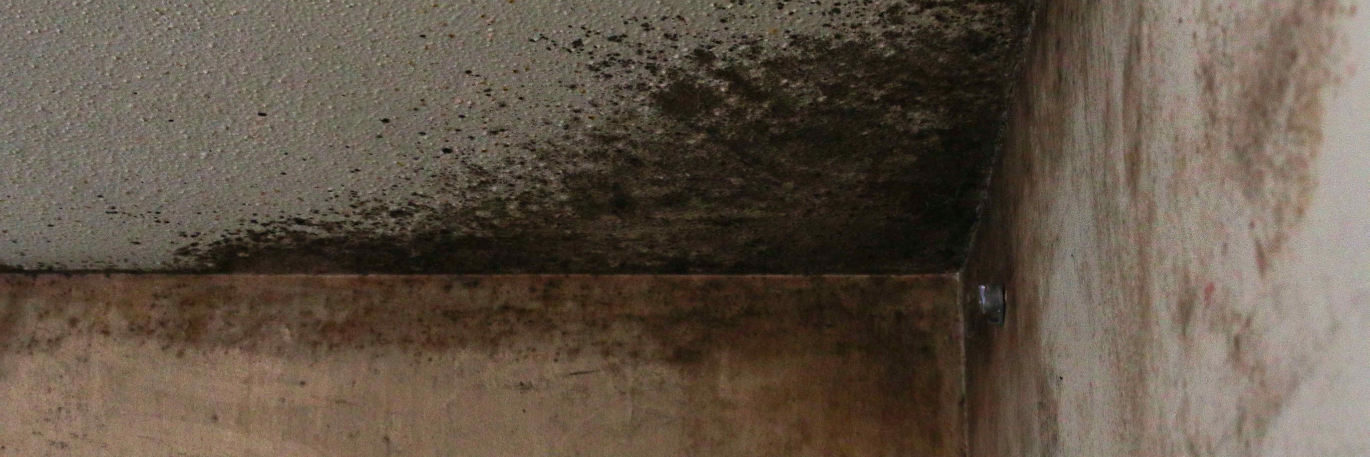 stopthemold's profile banner image