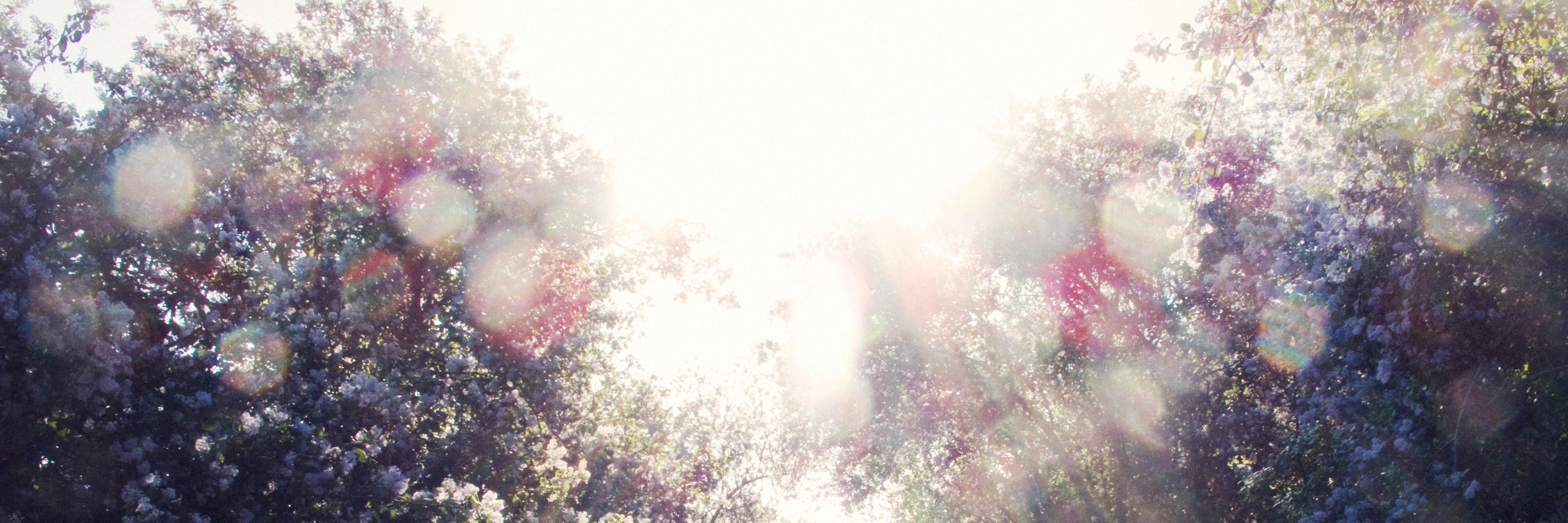 VaultArchives's profile banner image