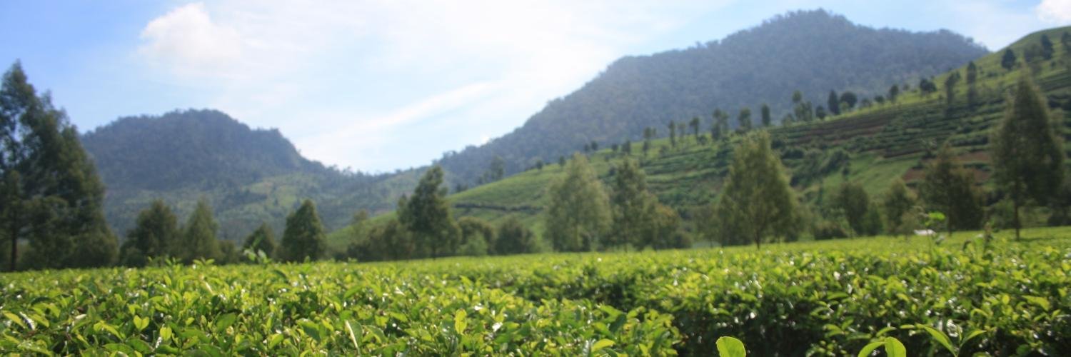 lutfiafirdaus's profile banner image