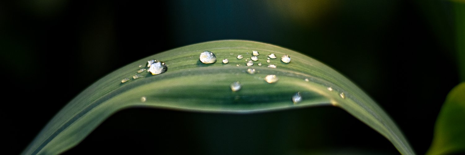 Merowkrane's profile banner image