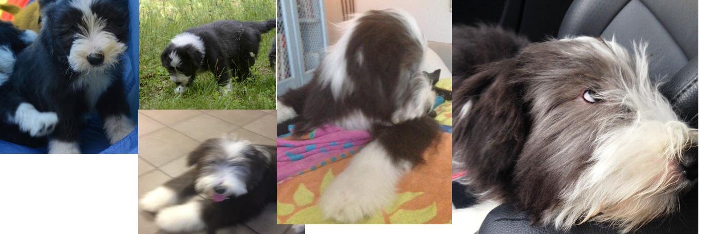 BeardieCharlie's profile banner image