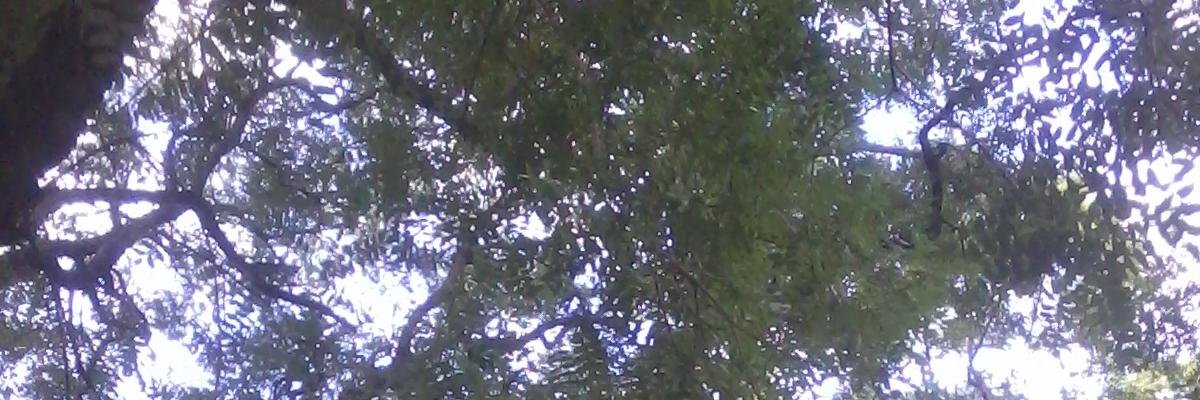 Vic_Frisardi's profile banner image