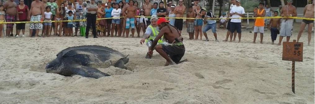 tortugasve's profile banner image