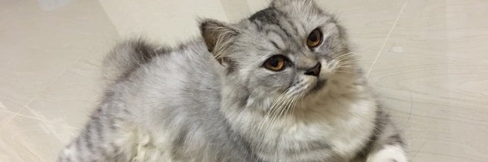 Marukozii's profile banner image