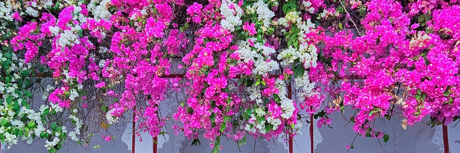 Krishna_Bhata's profile banner image