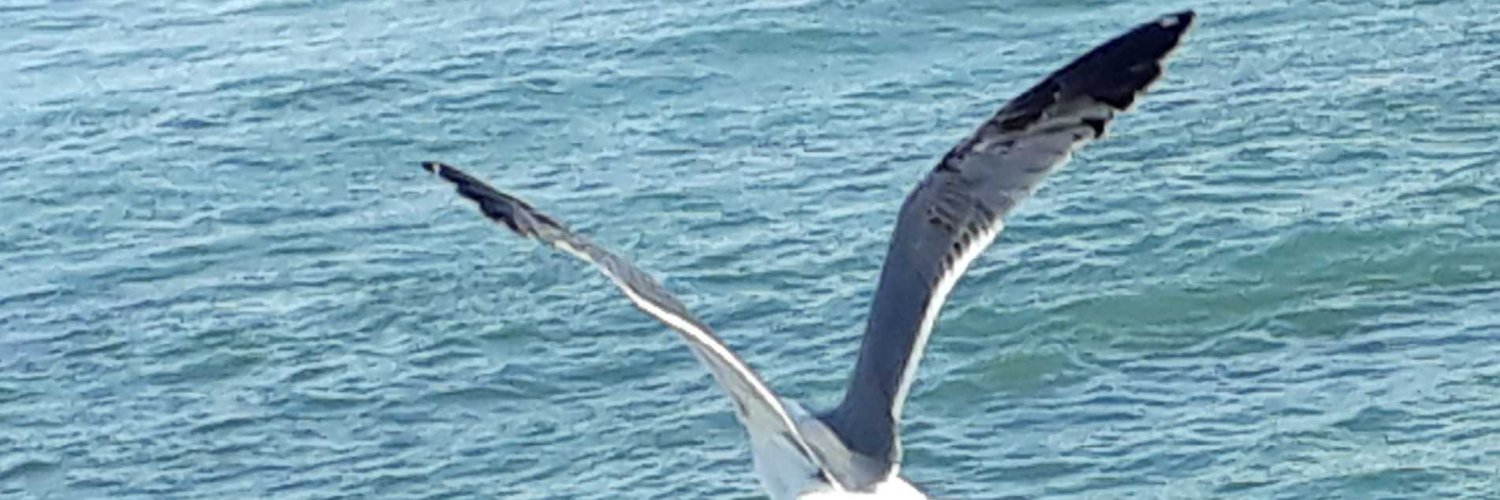 axil..اكسيل banner