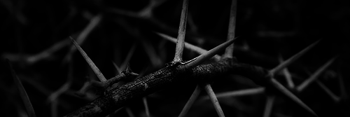 FlcwerGirl's profile banner image
