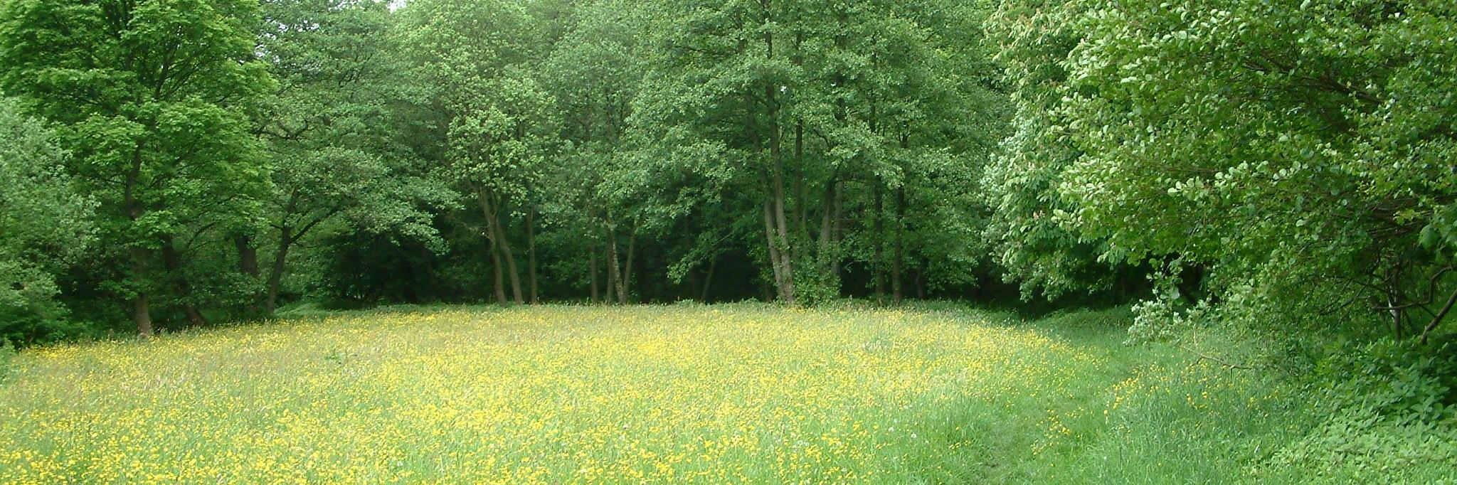 joyceholme's profile banner image