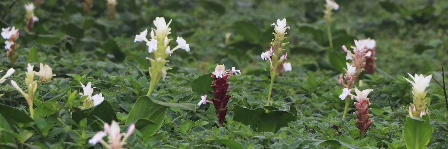 Saket Shrotri🌱🏵🐝 banner