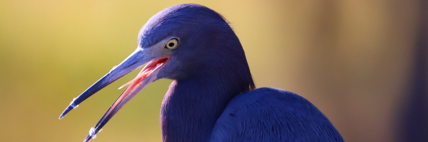 RichardLeland's profile banner image