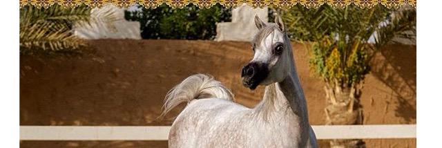 ARBAHORSE's profile banner image