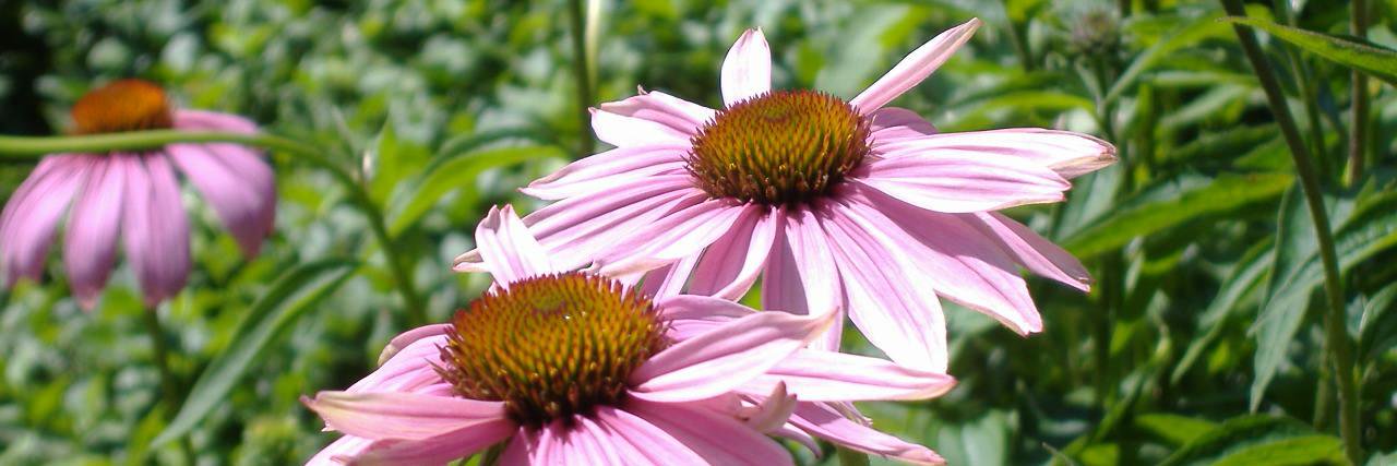 ShandaDudley22's profile banner image