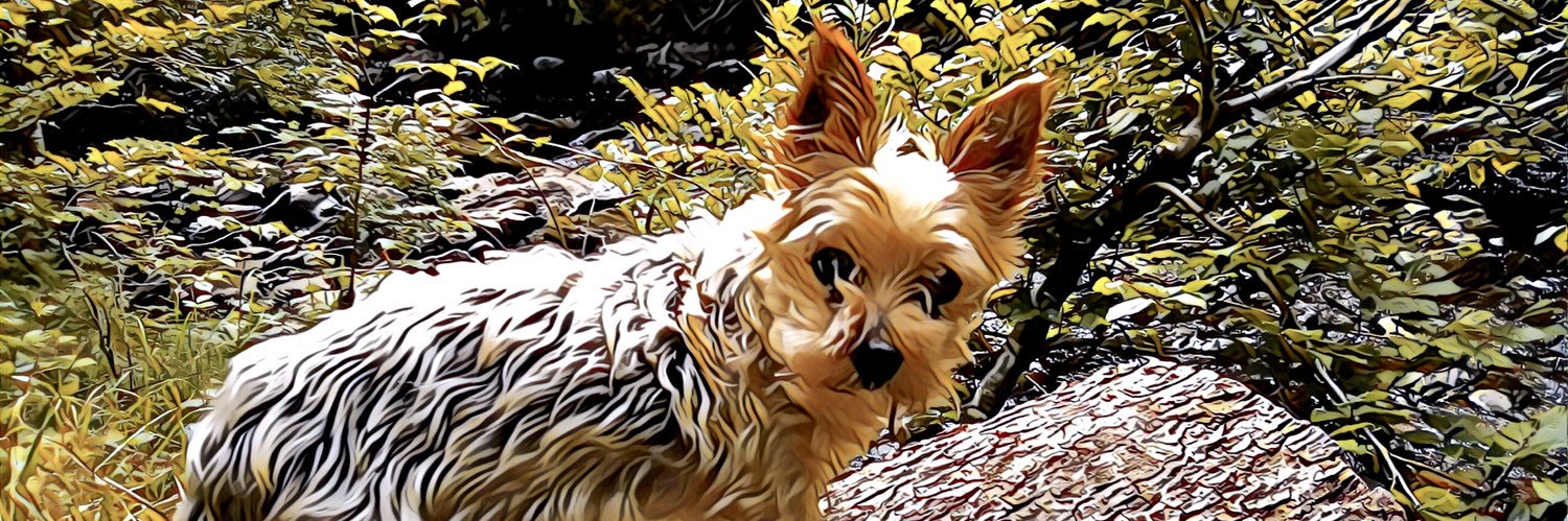 sesnagh's profile banner image