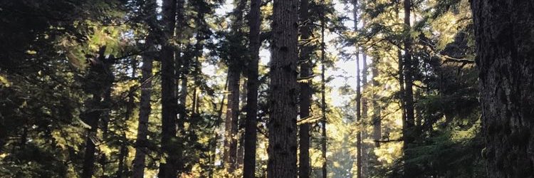 ilanareimer's profile banner image