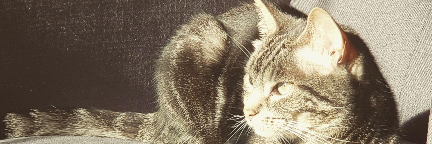 ANABKS's profile banner image