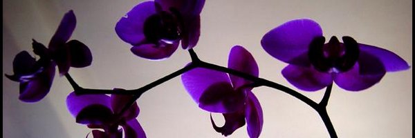 Kittyanders Profile Banner