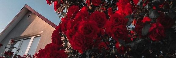 sherefal7ozan's profile banner image