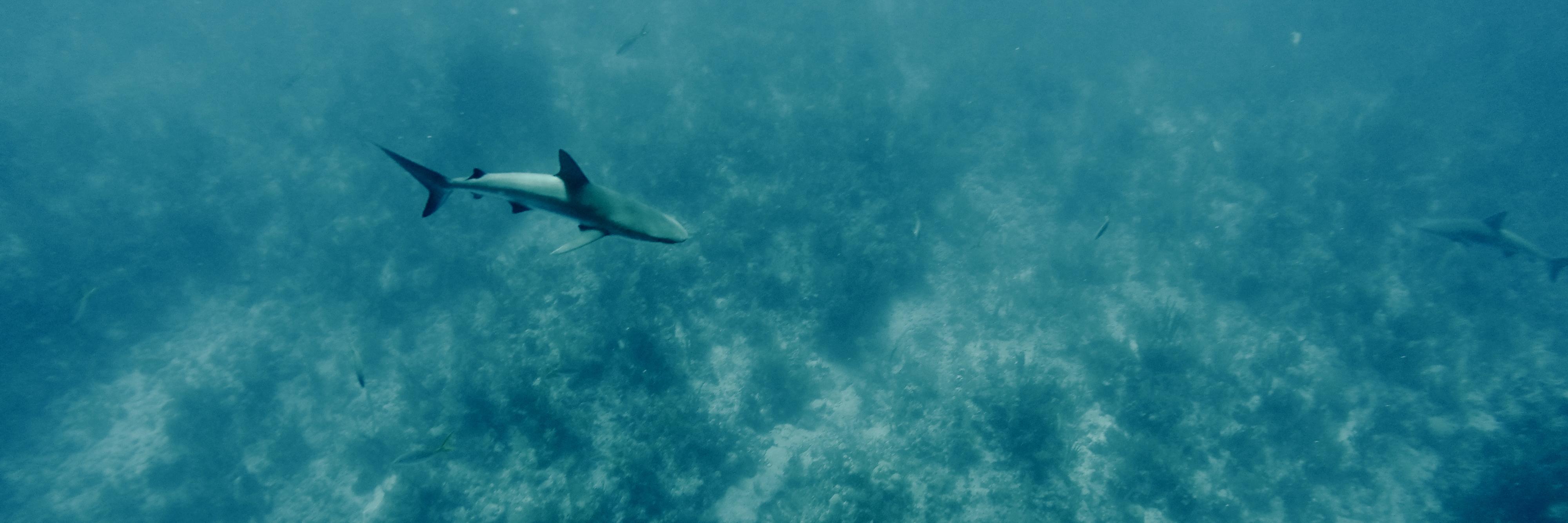 Marine Science Today banner